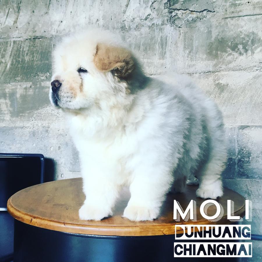 Chiangmai Moli Inn (Adults Only) Chiang Mai Ngoại thất bức ảnh