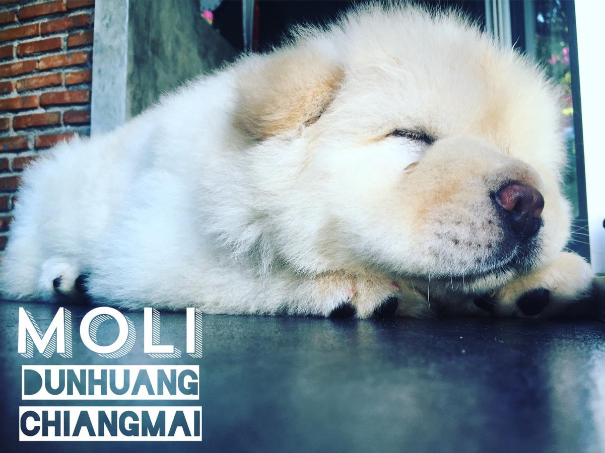 Chiangmai Moli Inn (Adults Only) Chiang Mai Ngoại thất bức ảnh